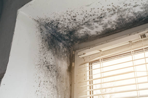 Affordable Basement Mold Removal solutions in Farmington, MI